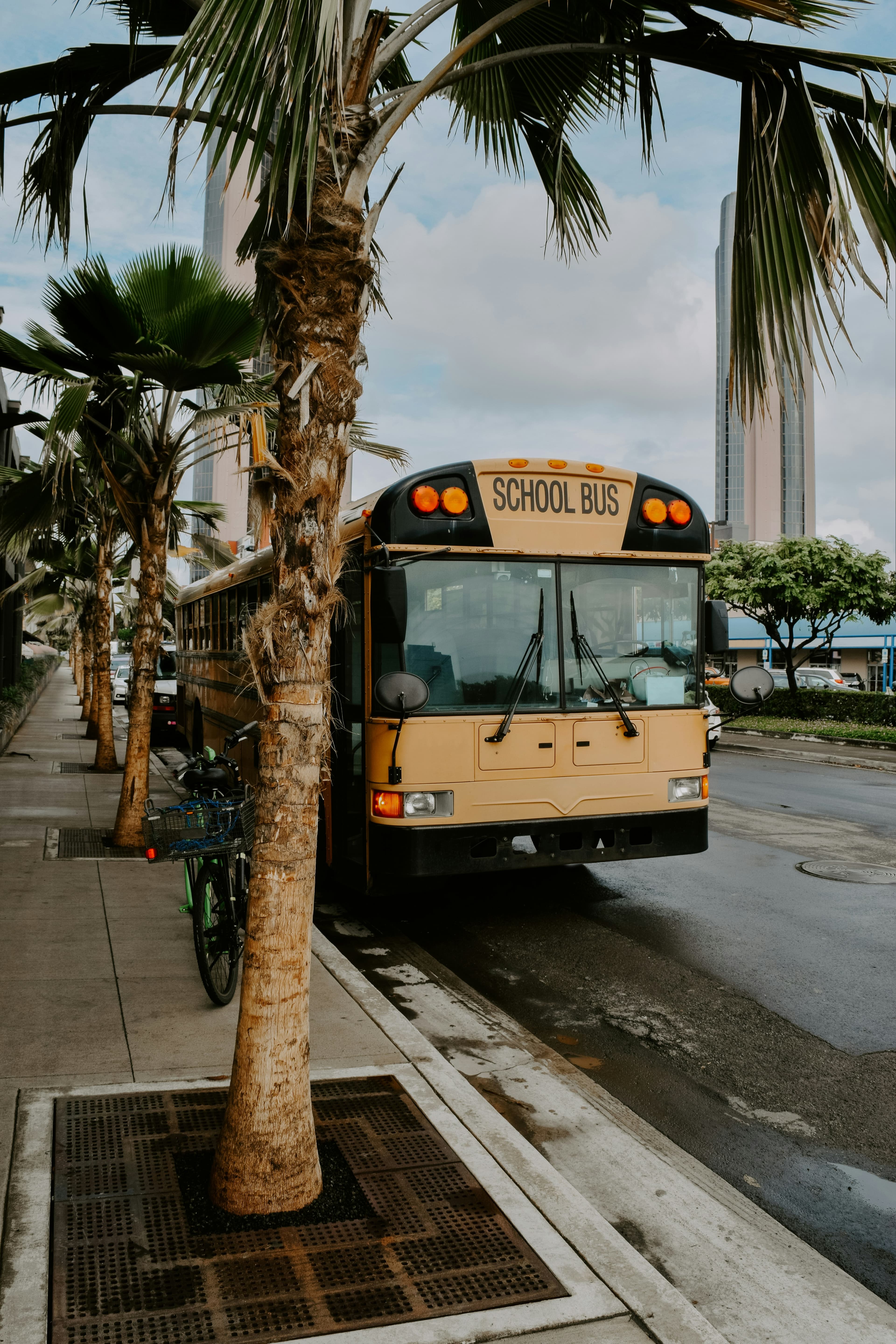 School bus on a palm-lined street
